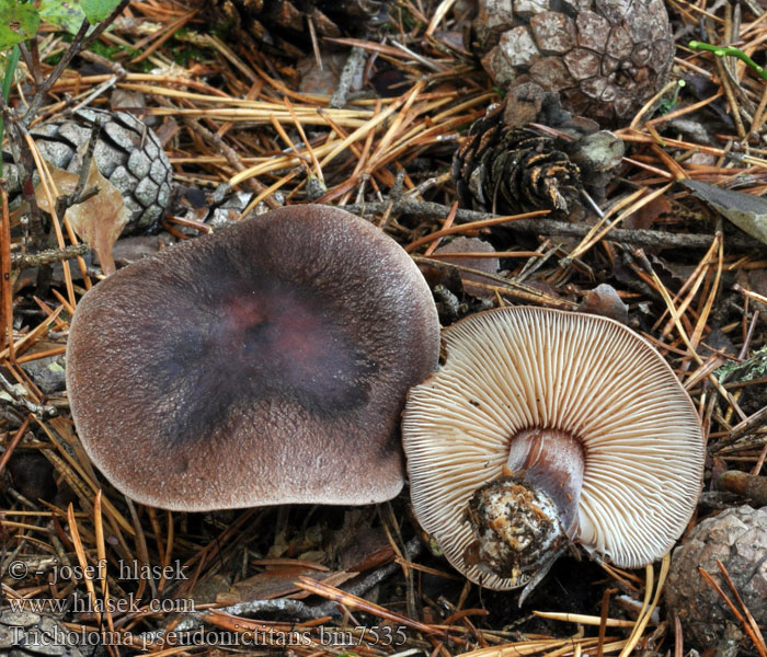 Tricholoma pseudonictitans Čirůvka lesklá