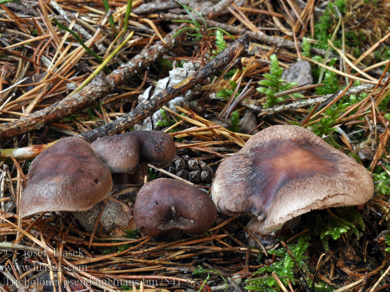 Tricholoma pseudonictitans Gelbbrauner Ritterling