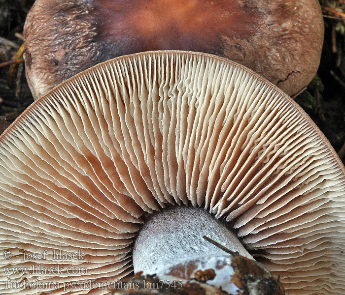 Tricholoma pseudonictitans Gąska modrzewiowa