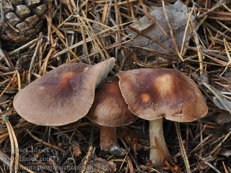 Tricholoma pseudonictitans Gran-Ridderhat Tricholome faux imbricatum