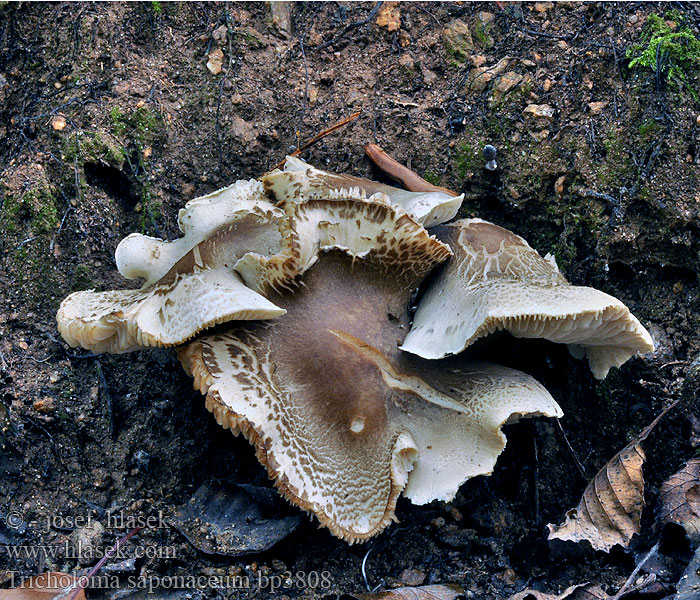 Tricholoma_saponaceum_bp3808