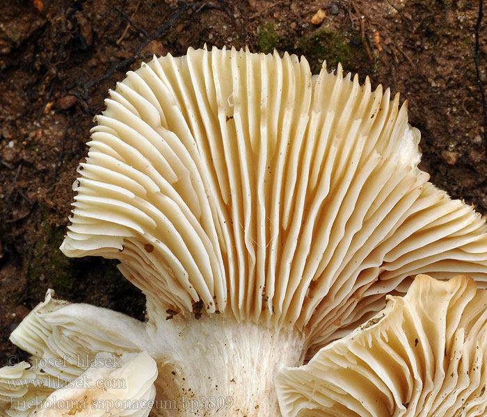 Tricholoma_saponaceum_bp3809