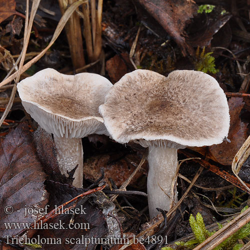 Tricholoma scalpturatum be4891