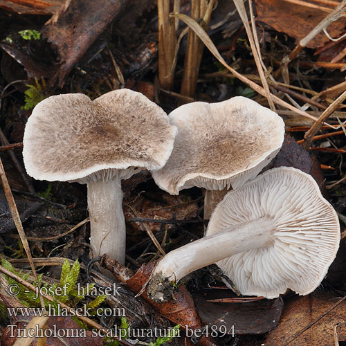 Tricholoma scalpturatum be4894