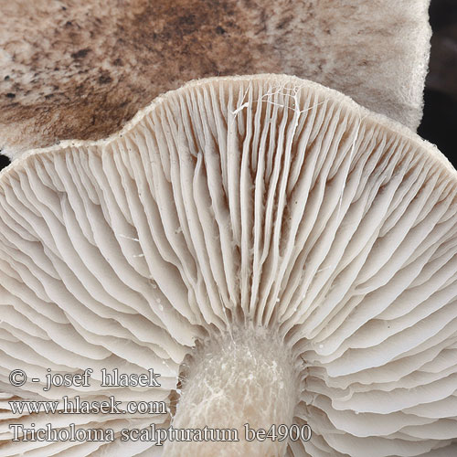 Tricholoma scalpturatum be4900