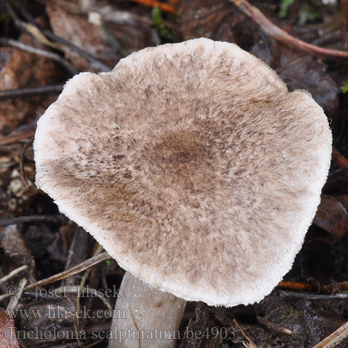 Tricholoma scalpturatum be4903