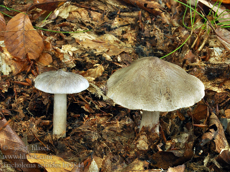 Tricholoma scioides Čirůvka buková Schärflicher Ritterling