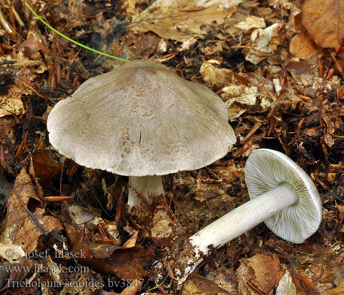 Tricholoma scioides Bitterscherpe ridderzwam Gąska ostra