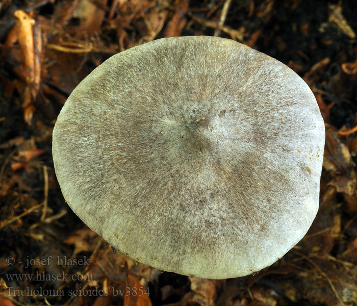 Tricholoma scioides Čírovka buková Tricholome gris