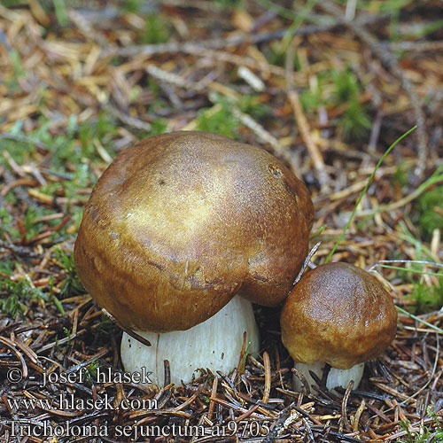 Tricholoma sejunctum Coniferarum Čirůvka odlišná jehličnanová znetvořená Tricoloma amarillo Gąska zielonożółta oddzielona Grüngelber Ritterling Vretenasta kolobarnica Brungul musserong Tricholome disjoint Streephoedridderzwam Zöldessárga pereszke Brungul musserong Рядовка обособленная отличающаяся Čírovka zelenohnedastá Vretenasta kolobarnica Kantmusseron