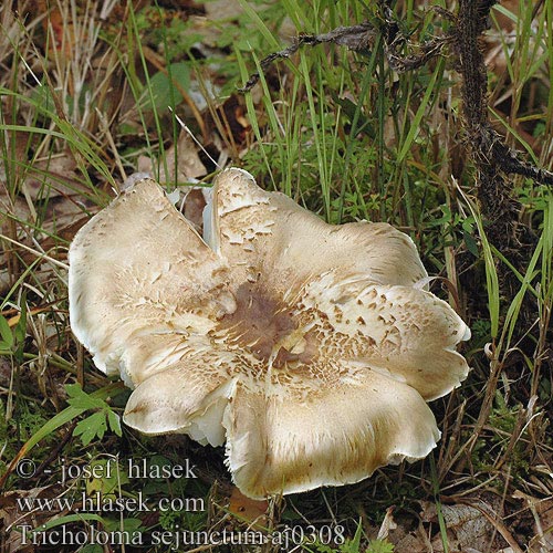 Tricholoma sejunctum Čirůvka odlišná znetvořená Tricoloma amarillo Gąska zielonożółta oddzielona Grüngelber Ritterling Vretenasta kolobarnica Brungul musserong Tricholome disjoint Streephoedridderzwam Zöldessárga pereszke Brungul musserong Рядовка обособленная отличающаяся Čírovka zelenohnedastá Vretenasta kolobarnica Kantmusseron