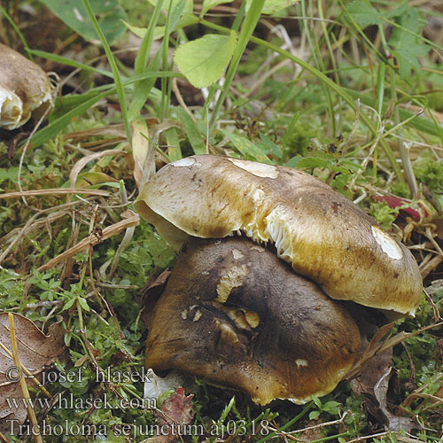 Tricholoma sejunctum aj0318