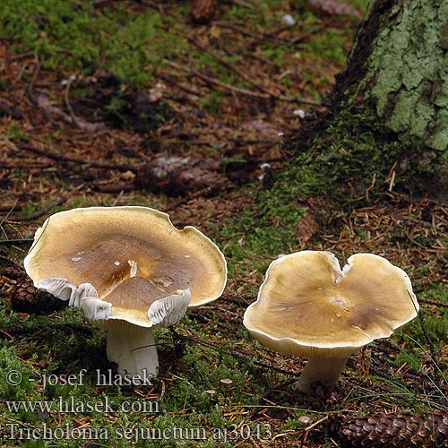 Tricholoma sejunctum aj3043