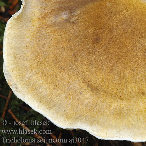 Tricholoma sejunctum aj3047