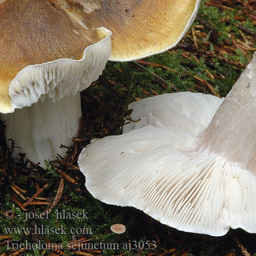 Grüngelber Ritterling Vretenasta kolobarnica Brungul musserong Tricholoma sejunctum Tricholome disjoint Streephoedridderzwam Zöldessárga pereszke Brungul musserong Рядовка обособленная отличающаяся Čírovka zelenohnedastá Vretenasta kolobarnica Kantmusseron Čirůvka odlišná znetvořená Tricoloma amarillo Gąska zielonożółta oddzielona