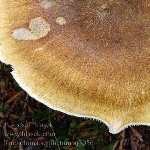 Tricholoma sejunctum aj3056