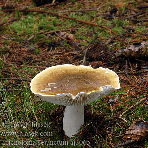 Tricholoma sejunctum aj3065