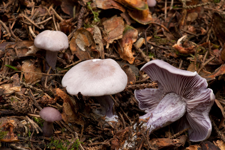 Tricholoma sordidum Schmutziger Rötelritterling