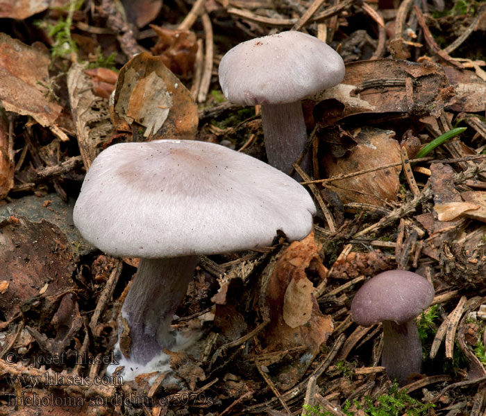 Tricholoma sordidum Gąsówka brudnofioletowa Pôvabnica ružovkastá