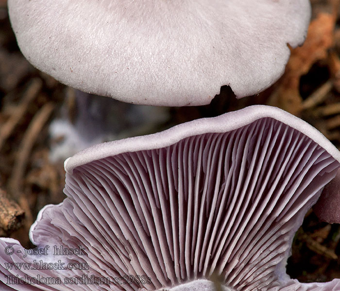 Tricholoma sordidum sordida Рядовка грязная