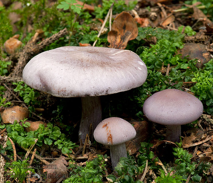 Schmutziger Rötelritterling Tricholoma sordidum