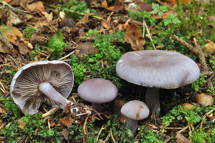 Čirůvka špinavá Tricholoma sordidum