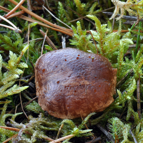 Tricholoma stans Čirůvka pochybná