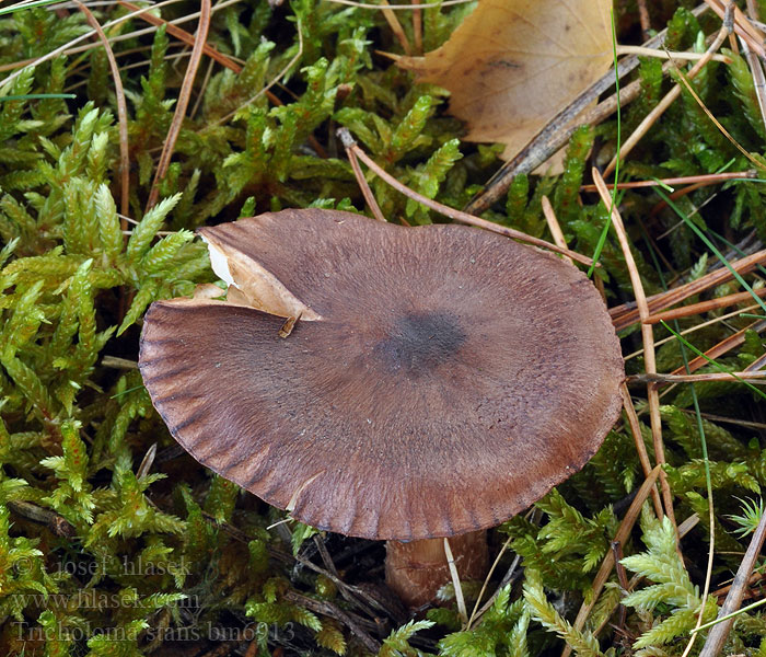 Tricholoma stans Rotfleckender Kiefernritterling