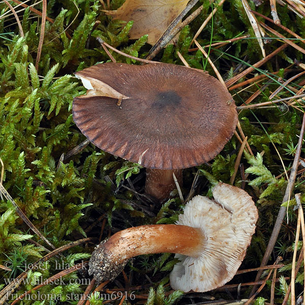 Tricholoma_stans_bm6916