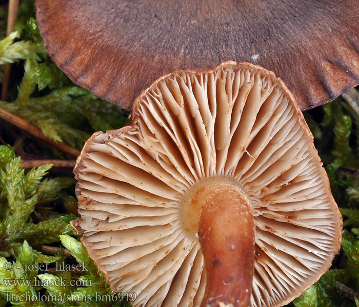 Tricholoma stans Bergåsens sydsluttning Kampavalmuska