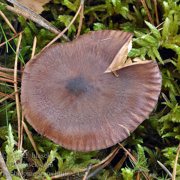 Tricholoma stans Triholome élancé Ustripet kastanjemusserong