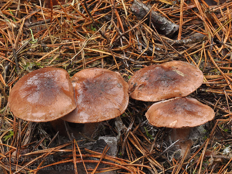 Tricholoma stans Gąska gorzkawa