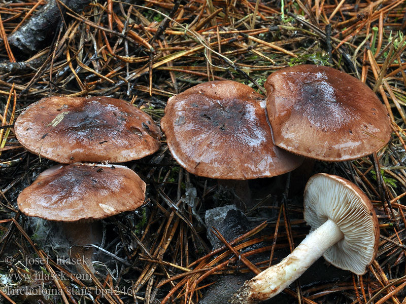 Tricholoma stans Čirůvka pochybná Čírovka sosnová