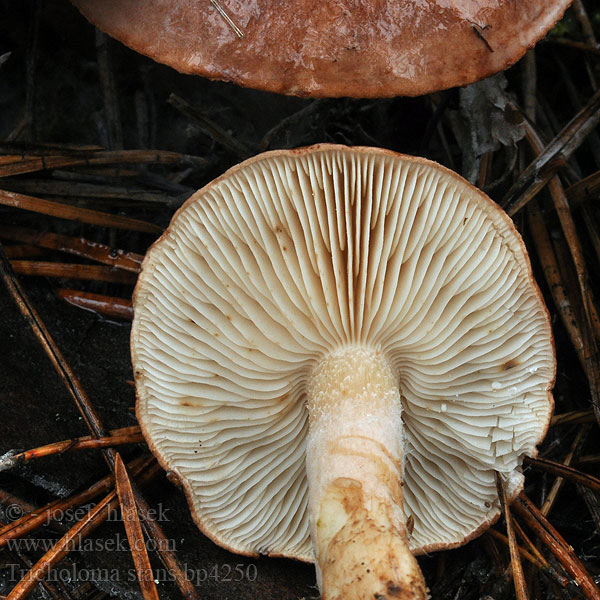 Tricholoma stans Gąska gorzkawa sydsluttning