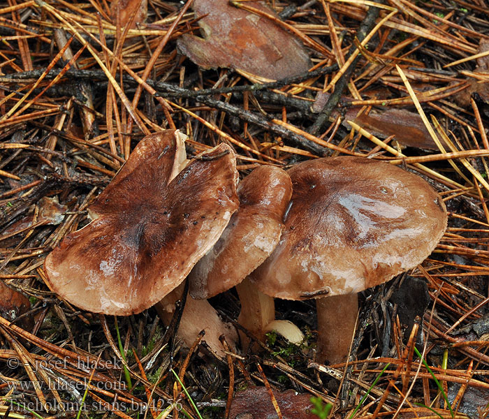 Čirůvka pochybná Tricholoma stans Gąska gorzkawa