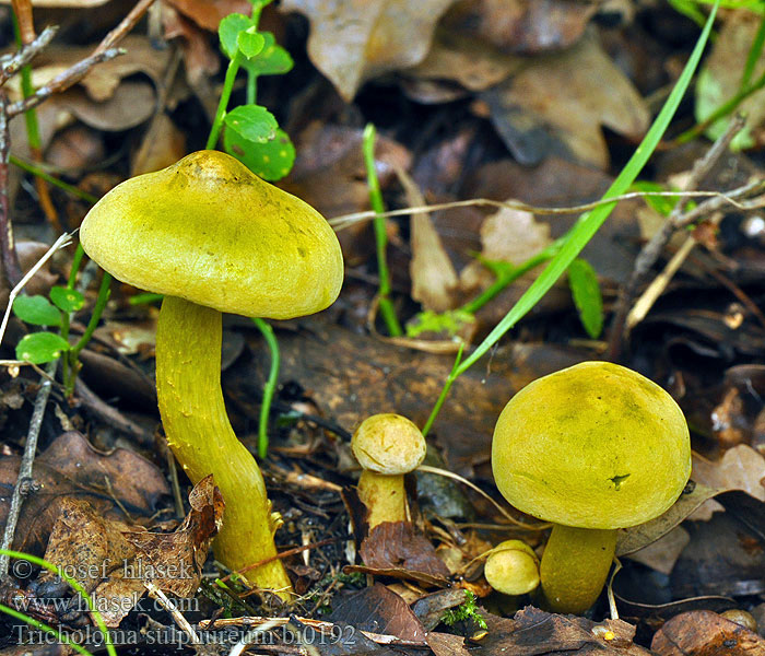 Tricholoma sulphureum Sulphur knight Gas agaric Schwefelritterling Gąska siarkowa Čirůvka sírožlutá 硫磺色口蘑 Рядовка серно-желтая Tricholoma olor gas Geltonasis baltikas Rikkivalmuska Svovl-Ridderhat Rikkivalmuska Tricholome soufré Narcisridderzwam Sumporasta vitezovka ニオイキシメジ Büdös pereszke Svovelmusserong Čírovka sírovožltá Žveplena kolobarnica Svavelmusseron