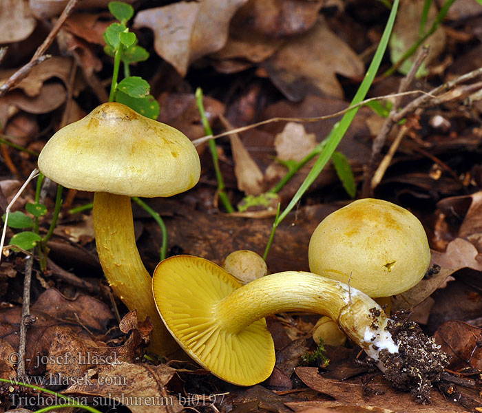 Tricholoma sulphureum bi0197