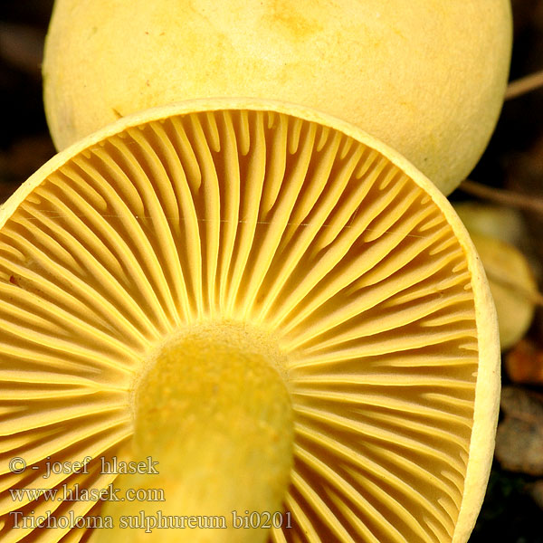 Tricholoma olor gas Geltonasis baltikas Rikkivalmuska Svovl-Ridderhat Rikkivalmuska Tricholome soufré Narcisridderzwam Sumporasta vitezovka ニオイキシメジ Büdös pereszke Svovelmusserong Čírovka sírovožltá Žveplena kolobarnica Svavelmusseron Tricholoma sulphureum Sulphur knight Gas agaric Schwefelritterling Gąska siarkowa Čirůvka sírožlutá 硫磺色口蘑 Рядовка серно-желтая