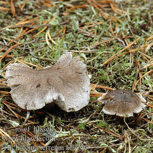 Tricholoma terreum ac9756