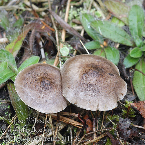 Tricholoma terreum Čirůvka zemní Tricholome couleur terre terreux Gemeiner Erdritterling Gąska ziemistoblaszkowa Ciuperca soarecelui Grey Knight Jordridderhat Harmaavalmuska Donkergrijze ridderzwam クマシメジ Fenyőpereszke Pereszkefélék Grå jordmusserong Рядовка землистая Рядовка наземна Čírovka zemná Prstena kolobarnica Jordmusseron Karakız Mantar Raibasis baltikas