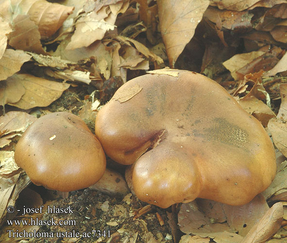 Tricholoma ustale Čirůvka osmahlá Gąska bukowa Čírovka gaštanovohnedá