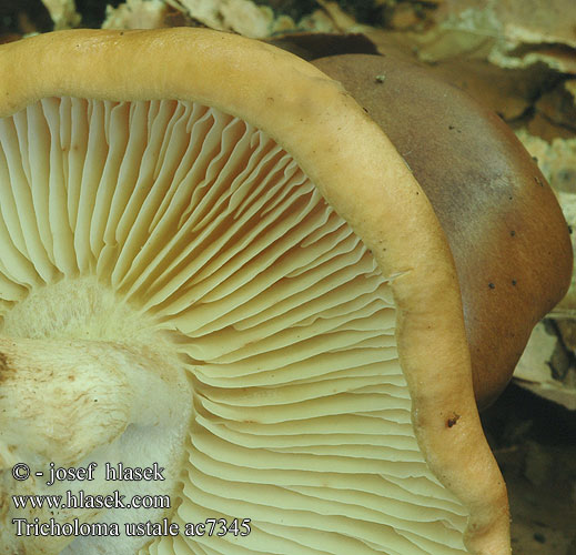 Tricholoma ustale Brandiger Ritterling Blassfleischiger Beukenridderzwam