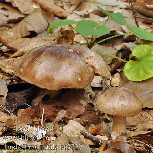 Tricholoma ustale be3729