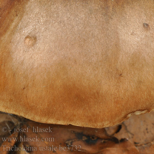 Tricholoma ustale be3732