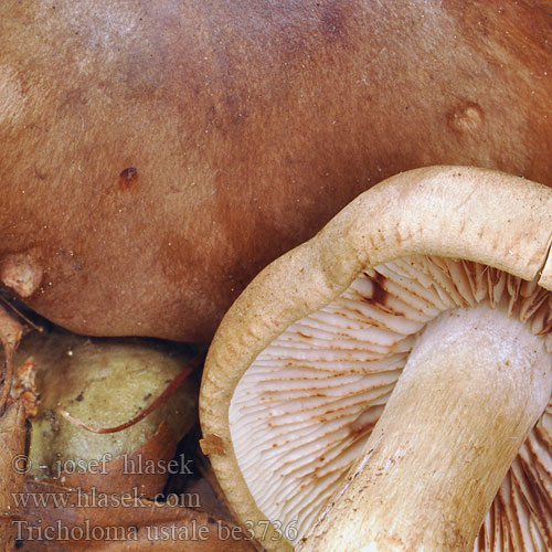 Tricholoma ustale be3736