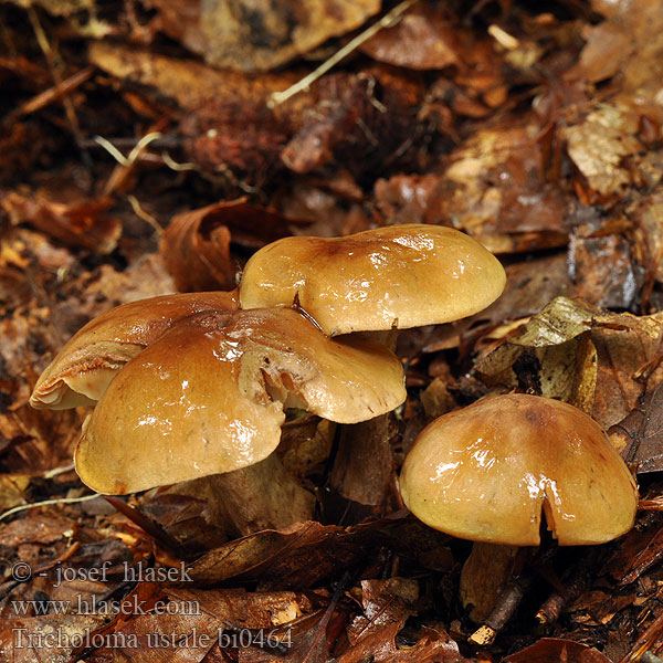 Tricholoma ustale bi0464