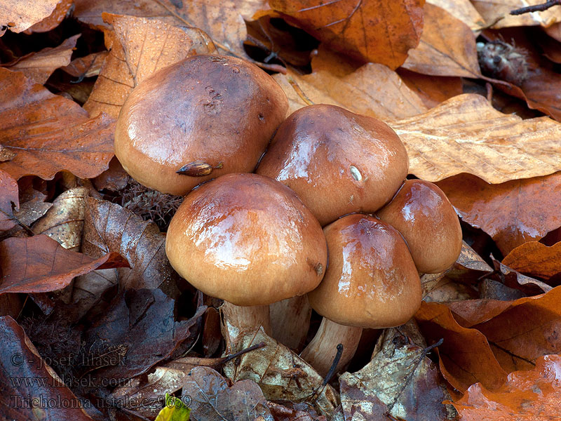 Čirůvka osmahlá Tricholoma ustale