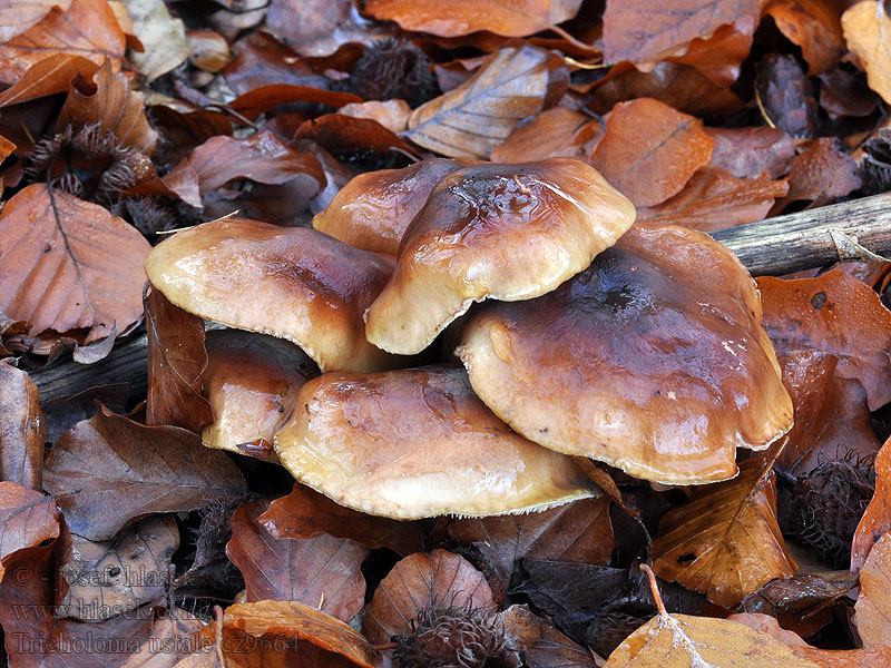 Gąska bukowa Tricholoma ustale