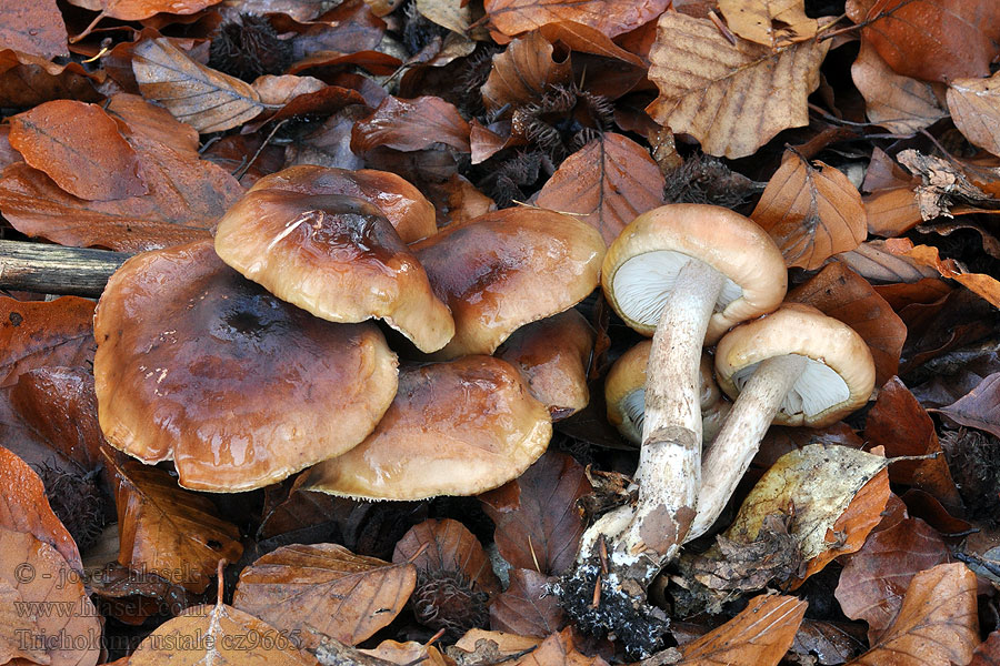 Čírovka gaštanovohnedá Tricholoma ustale