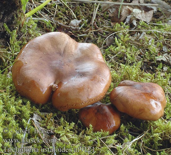 Tricholoma ustaloides Sluzasta kolobarnica Bitterer Eichenritterling Eichen-Ritterling Tricholome faux brûlé ustale Valse beukenridderzwam Aitrusis baltikas Čirůvka opálená Knippe-ridderhat Sleip kastanjemusserong 